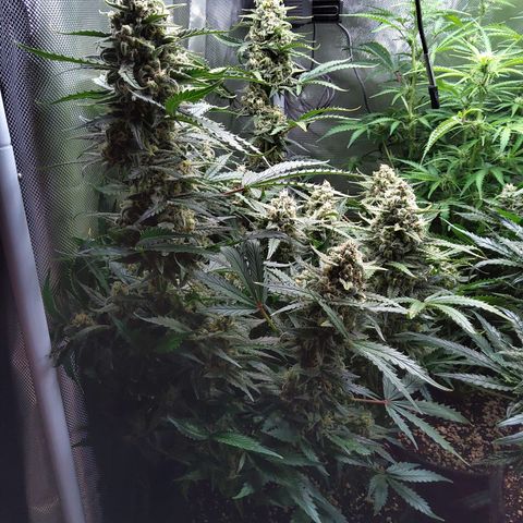 Anneliese (Amnesia zkittlez auto by fastbuds) growlog timeline photo