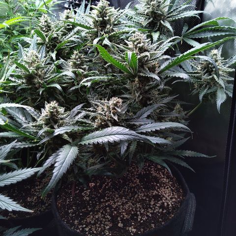 Sieglinde (cherry Cola auto by fastbuds) growlog timeline photo