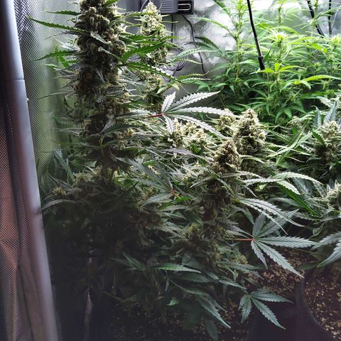 Anneliese (Amnesia zkittlez auto by fastbuds) growlog timeline photo