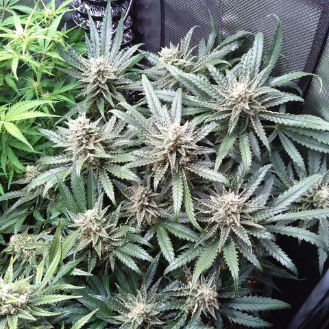 Sieglinde (cherry Cola auto by fastbuds) growlog timeline photo