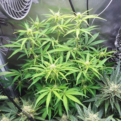 Northern Lights Auto by White Label growlog timeline photo