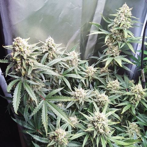 Anneliese (Amnesia zkittlez auto by fastbuds) growlog timeline photo