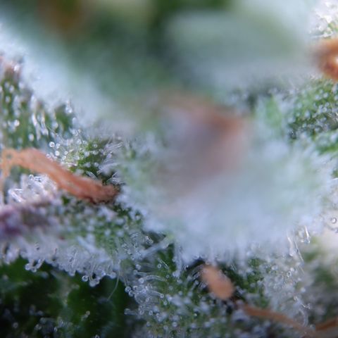 Sieglinde (cherry Cola auto by fastbuds) growlog timeline photo