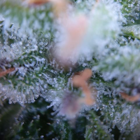 Sieglinde (cherry Cola auto by fastbuds) growlog timeline photo