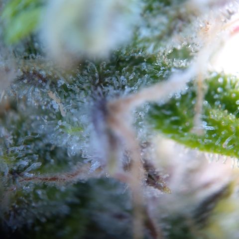 Anneliese (Amnesia zkittlez auto by fastbuds) growlog timeline photo
