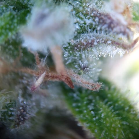 Anneliese (Amnesia zkittlez auto by fastbuds) growlog timeline photo