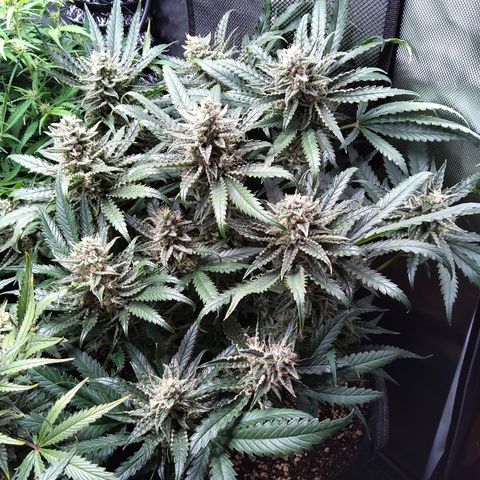 Sieglinde (cherry Cola auto by fastbuds) growlog timeline photo