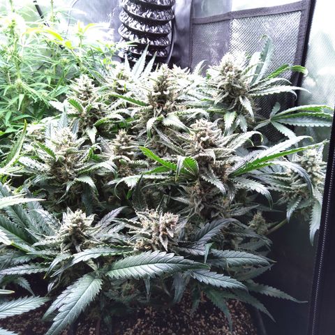 Sieglinde (cherry Cola auto by fastbuds) growlog timeline photo