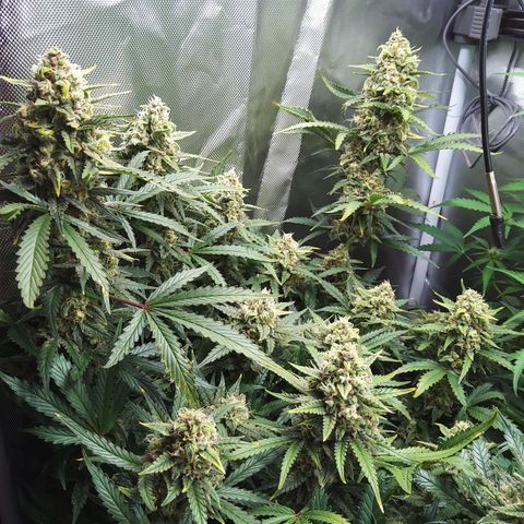 Anneliese (Amnesia zkittlez auto by fastbuds) growlog timeline photo