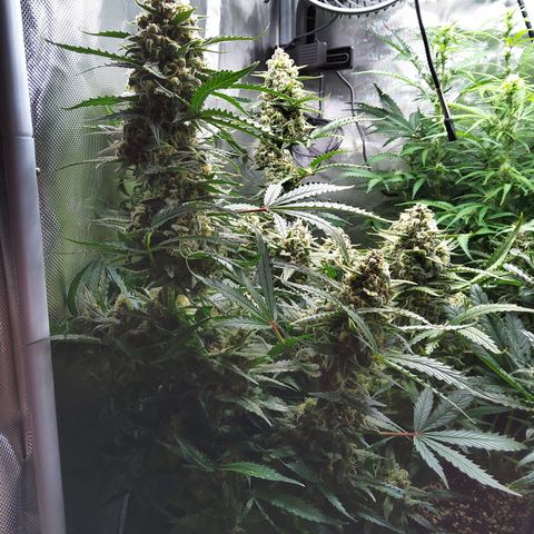 Anneliese (Amnesia zkittlez auto by fastbuds) growlog timeline photo