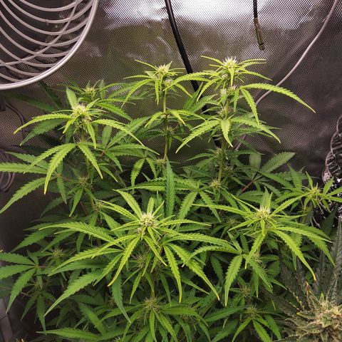 Northern Lights Auto by White Label growlog timeline photo