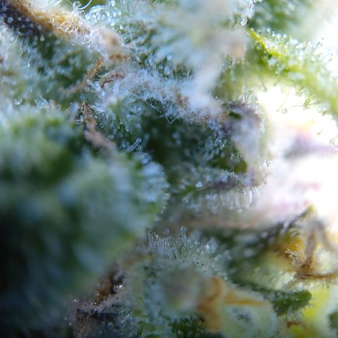 Anneliese (Amnesia zkittlez auto by fastbuds) growlog timeline photo