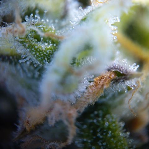Anneliese (Amnesia zkittlez auto by fastbuds) growlog timeline photo