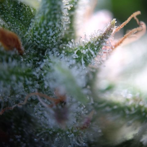 Sieglinde (cherry Cola auto by fastbuds) growlog timeline photo