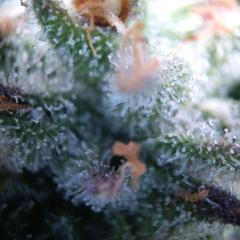 Sieglinde (cherry Cola auto by fastbuds) growlog timeline photo