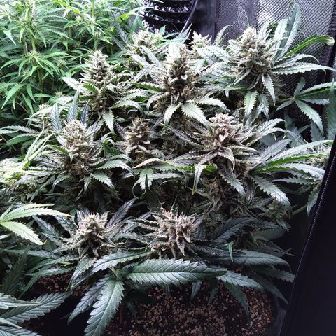 Sieglinde (cherry Cola auto by fastbuds) growlog timeline photo