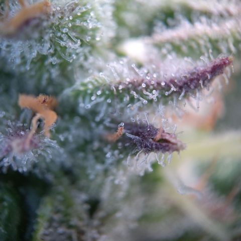 Sieglinde (cherry Cola auto by fastbuds) growlog timeline photo