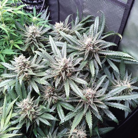 Sieglinde (cherry Cola auto by fastbuds) growlog timeline photo
