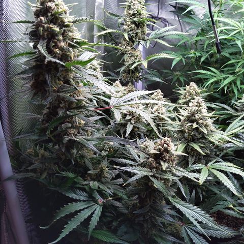 Anneliese (Amnesia zkittlez auto by fastbuds) growlog timeline photo