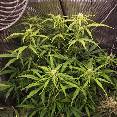 Northern Lights Auto by White Label growlog timeline photo