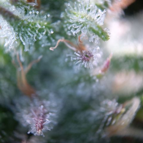 Sieglinde (cherry Cola auto by fastbuds) growlog timeline photo