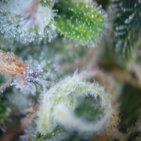 Anneliese (Amnesia zkittlez auto by fastbuds) growlog timeline photo