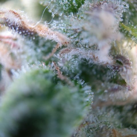 Anneliese (Amnesia zkittlez auto by fastbuds) growlog timeline photo