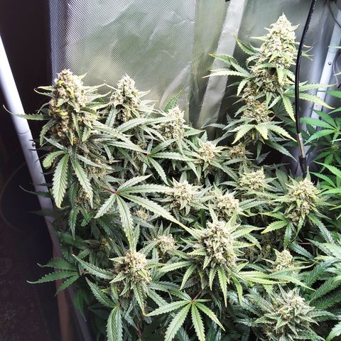 Anneliese (Amnesia zkittlez auto by fastbuds) growlog timeline photo