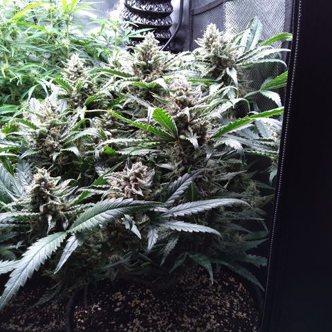 Sieglinde (cherry Cola auto by fastbuds) growlog timeline photo