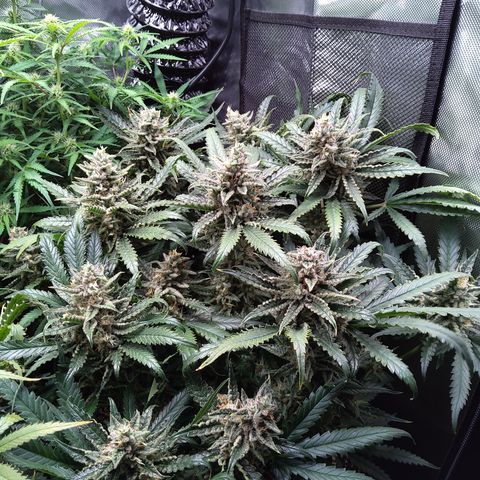 Sieglinde (cherry Cola auto by fastbuds) growlog timeline photo
