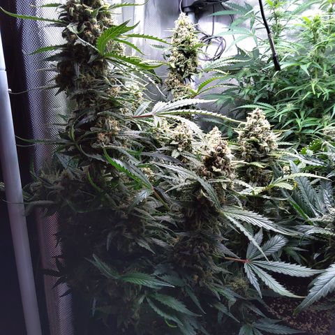 Anneliese (Amnesia zkittlez auto by fastbuds) growlog timeline photo