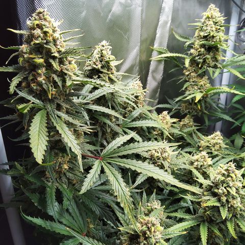 Anneliese (Amnesia zkittlez auto by fastbuds) growlog timeline photo