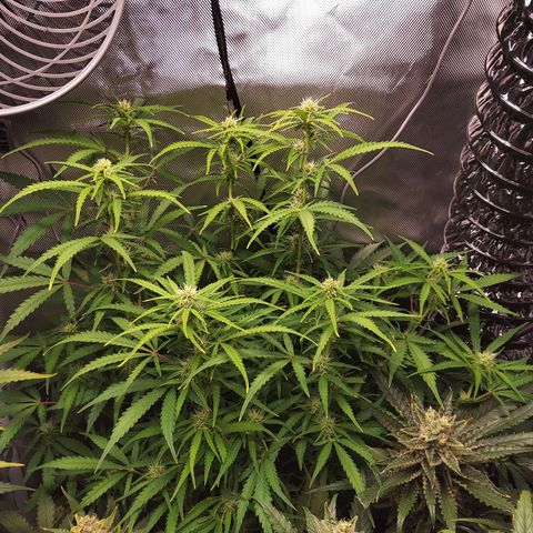 Northern Lights Auto by White Label growlog timeline photo