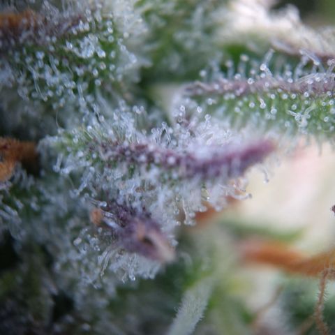 Sieglinde (cherry Cola auto by fastbuds) growlog timeline photo
