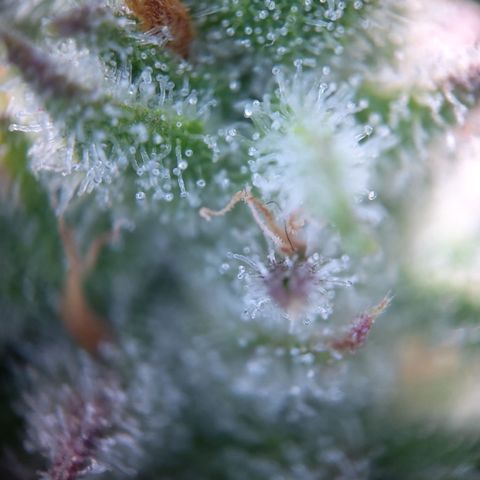 Sieglinde (cherry Cola auto by fastbuds) growlog timeline photo