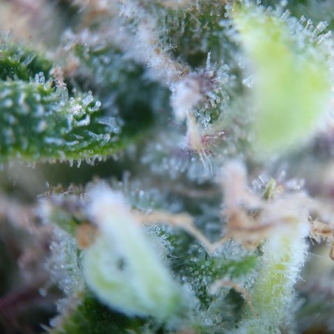 Anneliese (Amnesia zkittlez auto by fastbuds) growlog timeline photo