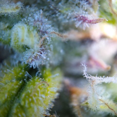 Anneliese (Amnesia zkittlez auto by fastbuds) growlog timeline photo