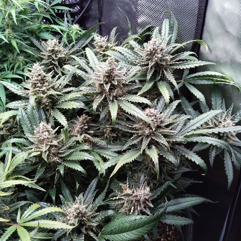Sieglinde (cherry Cola auto by fastbuds) growlog timeline photo