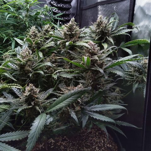 Sieglinde (cherry Cola auto by fastbuds) growlog timeline photo