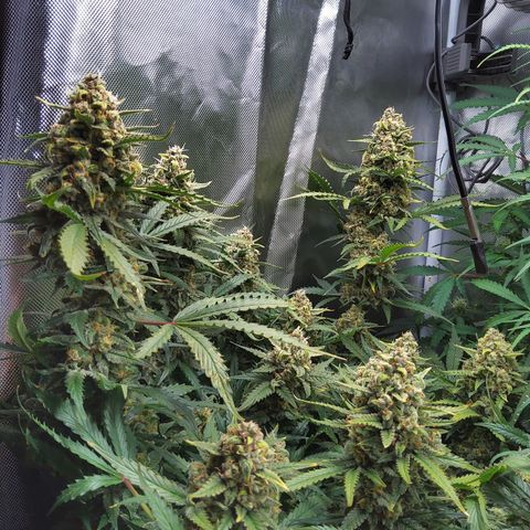 Anneliese (Amnesia zkittlez auto by fastbuds) growlog timeline photo