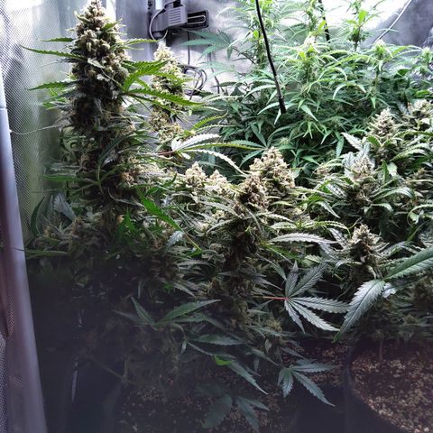 Anneliese (Amnesia zkittlez auto by fastbuds) growlog timeline photo