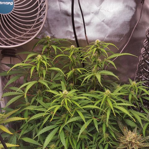 Northern Lights Auto by White Label growlog timeline photo