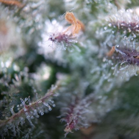 Sieglinde (cherry Cola auto by fastbuds) growlog timeline photo