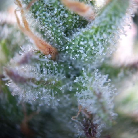 Sieglinde (cherry Cola auto by fastbuds) growlog timeline photo