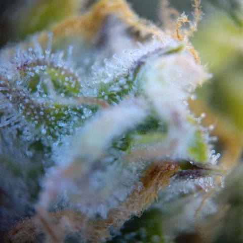 Anneliese (Amnesia zkittlez auto by fastbuds) growlog timeline photo