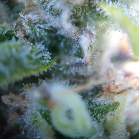 Anneliese (Amnesia zkittlez auto by fastbuds) growlog timeline photo