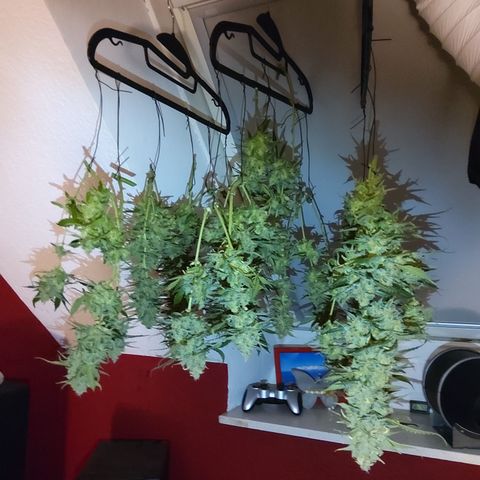 Anneliese (Amnesia zkittlez auto by fastbuds) growlog timeline photo