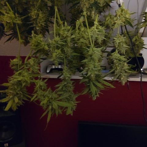 Sieglinde (cherry Cola auto by fastbuds) growlog timeline photo