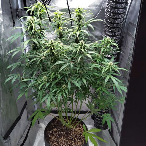 Northern Lights Auto by White Label growlog timeline photo