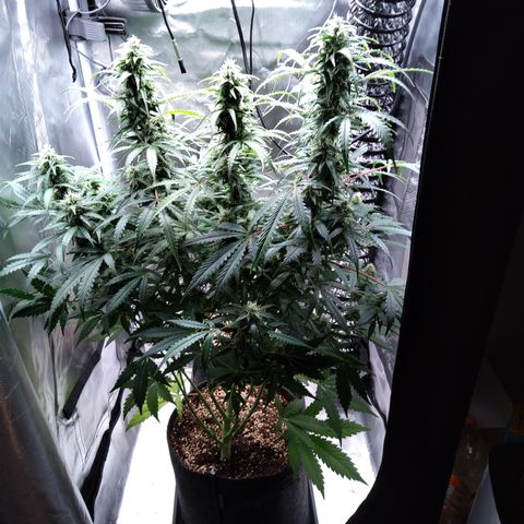 Northern Lights Auto by White Label growlog timeline photo